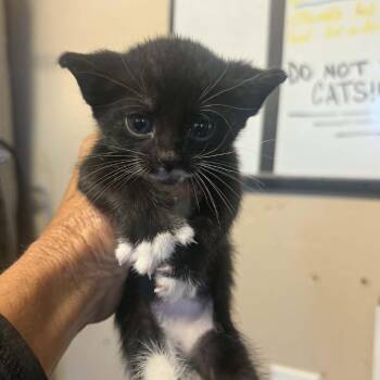 Burnet -  Domestic Short Hair Cat for Adoption in Stephenville, Texas - Burnet | PetCurious