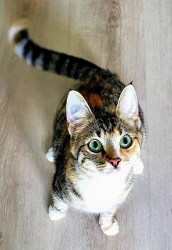 Rescue Domestic Short Hair Cats for Adoption in Winnipeg, Manitoba - Momma Lily | PetCurious