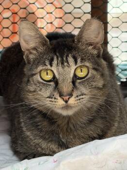 Chalupa -  Domestic Short Hair Cat for Adoption in Beacon, New York - Chalupa | PetCurious