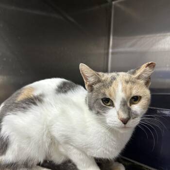 Psylocke -  Domestic Short Hair Cat for Adoption in Corbin, Kentucky - Psylocke | PetCurious