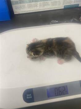 Domestic Short Hair Cats Available for Adoption in Gainesville, Florida - Snickers | PetCurious