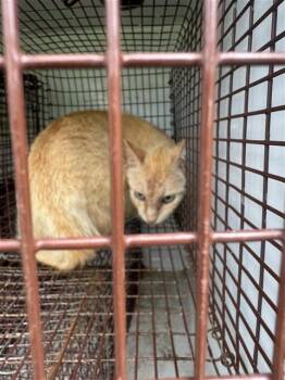 A657976 -  Domestic Short Hair Cat for Adoption in Houston, Texas - A657976 | PetCurious