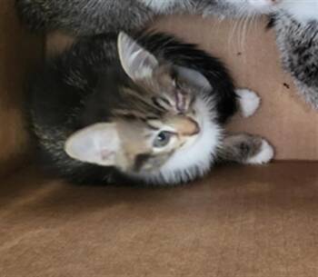 PECAN -  Domestic Long Hair Cat for Adoption in Dallas, Texas - PECAN | PetCurious