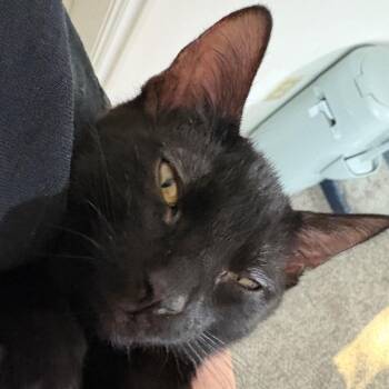 Nitro -  Domestic Short Hair Cat for Adoption in Layton, Utah - Nitro | PetCurious