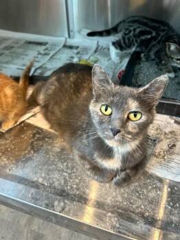 Fayte -  Domestic Short Hair Cat for Adoption in Cromwell, Kentucky - Fayte | PetCurious