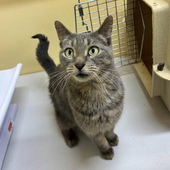 Skabatha -  Domestic Short Hair Cat for Adoption in Sechelt, British Columbia - Skabatha | PetCurious