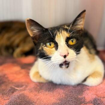 Domestic Short Hair Cats Available for Adoption in Madisonville, Tennessee - Winnie | PetCurious
