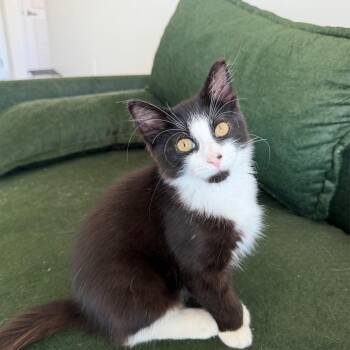 Roger -  Domestic Medium Hair Cat for Adoption in Sunrise, Florida - Roger | PetCurious