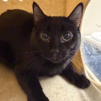 Galaxy -  Domestic Short Hair Cat Available for Adoption in Reno, Nevada - Galaxy | PetCurious
