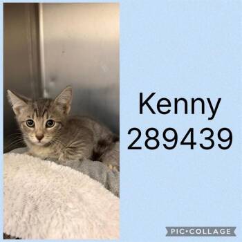 KENNY -  Domestic Short Hair Cat for Adoption in Macon, Georgia - KENNY | PetCurious