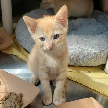 Shore -  Domestic Short Hair Cat for Adoption in Greensboro, North Carolina - Shore | PetCurious