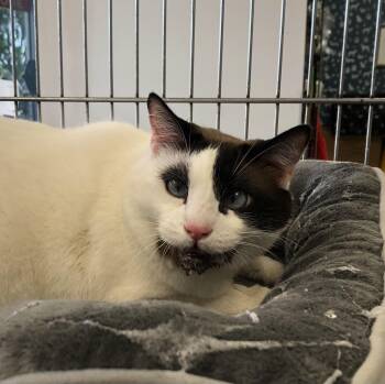Saiyan -  Domestic Short Hair Cat for Adoption in Parma, Ohio - Saiyan | PetCurious