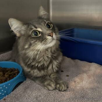 Jean Grey -  Domestic Long Hair Cat for Adoption in La Grange Park, Illinois - Jean Grey | PetCurious