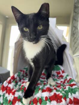 Rescue Domestic Short Hair Cats for Adoption in Wimauma, Florida - Tilly | PetCurious