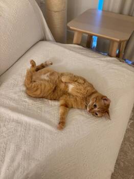Domestic Short Hair Cats Available for Adoption in New York, New York - Cloie | PetCurious