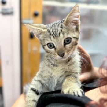 Webkinz -  Domestic Short Hair Cat for Adoption in Sunrise, Florida - Webkinz | PetCurious