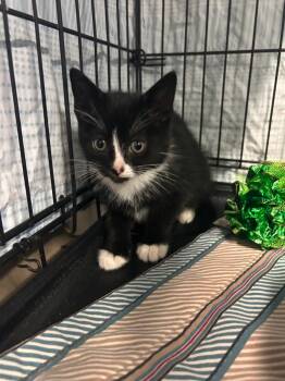 Liberty -  Domestic Short Hair Cat for Adoption in Mineral, Virginia - Liberty | PetCurious