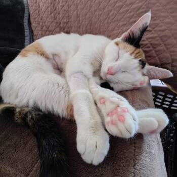 Gardenia -  Domestic Short Hair Cat for Adoption in New York, New York - Gardenia | PetCurious