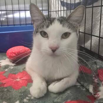 Spots -  Domestic Short Hair Cat for Adoption in Spokane, Washington - Spots | PetCurious