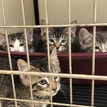 Sully -  Domestic Short Hair Cat for Adoption in Kingman, Kansas - Sully | PetCurious