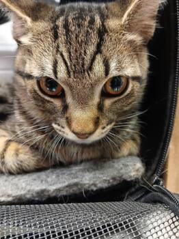 Domestic Short Hair Cats Available for Adoption in Jacksonville, Florida - FENNEL | PetCurious