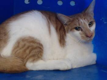 Domestic Short Hair Cats Available for Adoption - TJ | PetCurious