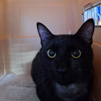Raphael -  Domestic Short Hair Cat for Adoption in Montgomery, Alabama - Raphael | PetCurious