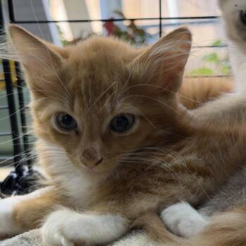 Pumpkin -  Domestic Medium Hair Cat for Adoption in Melrose, Florida - Pumpkin | PetCurious