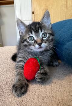 Tabby Cats Available for Adoption - Colby | PetCurious