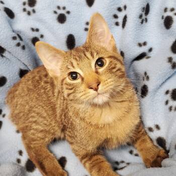 Alvin -  Domestic Short Hair Cat for Adoption in Marseilles, Illinois - Alvin | PetCurious