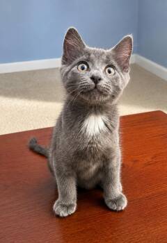 Roland -  Domestic Short Hair Cat Available for Adoption in Homer Glen, Illinois - Roland | PetCurious
