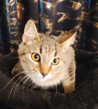Omi -  Domestic Short Hair Cat for Adoption in San Jacinto, California - Omi | PetCurious