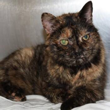 Domestic Short Hair Cats Available for Adoption in Richmond, Virginia - Bobbi | PetCurious