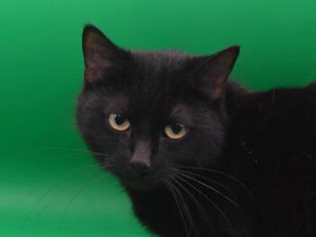Domestic Short Hair Cats Available for Adoption in Portland, Oregon - Cleocatra | PetCurious