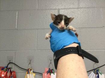 Domestic Short Hair Cats Available for Adoption - A1909809 | PetCurious