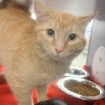 Domestic Short Hair Cats Available for Adoption in Fredericton, New Brunswick - Starsky & Hutch | PetCurious