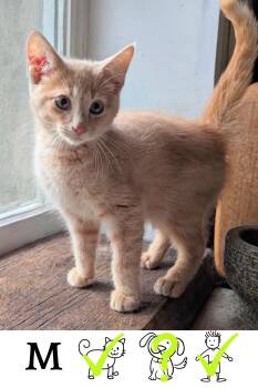 Rescue Domestic Short Hair Cats for Adoption in Saint-chrysostome, Quebec - Vervet | PetCurious