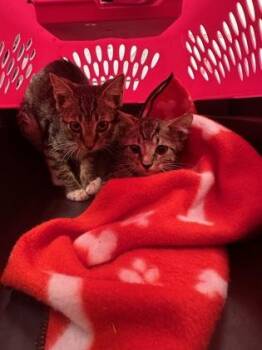 Trouble -  Domestic Short Hair Cat for Adoption in Palm Coast, Florida - Trouble | PetCurious