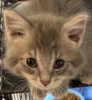 Rylie -  Domestic Short Hair Cat for Adoption in Elizabethton, Tennessee - Rylie | PetCurious