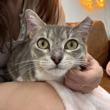 Tabby and Domestic Short Hair Cats Available for Adoption in Friendswood, Texas - Angeli Merary | PetCurious