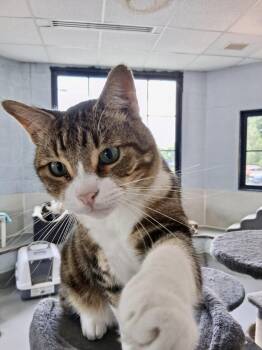 Akimbo -  American Shorthair Cat for Adoption in Yonkers, New York - Akimbo | PetCurious
