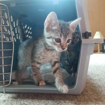Linda kitten A -  Tabby Cat Available for Adoption in Snyder, Texas - Linda Kitten A | PetCurious