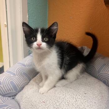 Donnie -  Domestic Short Hair Cat Available for Adoption in Fresno, California - Donnie | PetCurious
