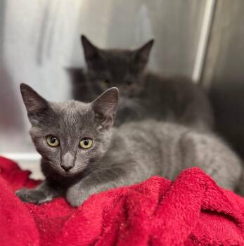 Dawson -  Domestic Short Hair Cat for Adoption in Danielsville, Georgia - Dawson | PetCurious