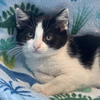 Domestic Short Hair Cats Available for Adoption in Matteson, Illinois - McFlurry | PetCurious