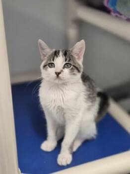 Treasure -  Domestic Short Hair Cat for Adoption in Venice, Florida - Treasure | PetCurious