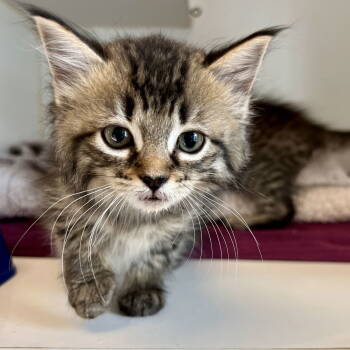 Rescue Domestic Medium Hair Cats for Adoption in Oakland, California - Francesca (bonded W/ Frito) | PetCurious