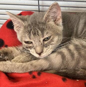 Wiggles -  Domestic Short Hair Cat for Adoption in Parma, Ohio - Wiggles | PetCurious