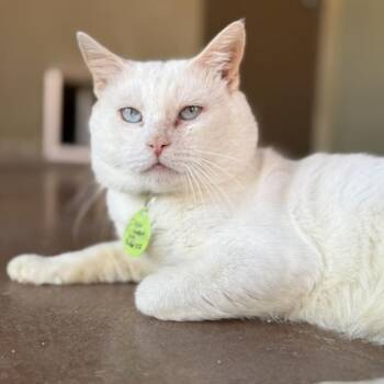 Rescue Domestic Short Hair Cats for Adoption in Tucson, Arizona - Deja Mew | PetCurious