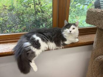 Coconut -  Domestic Long Hair Cat for Adoption in Peconic, New York - Coconut | PetCurious